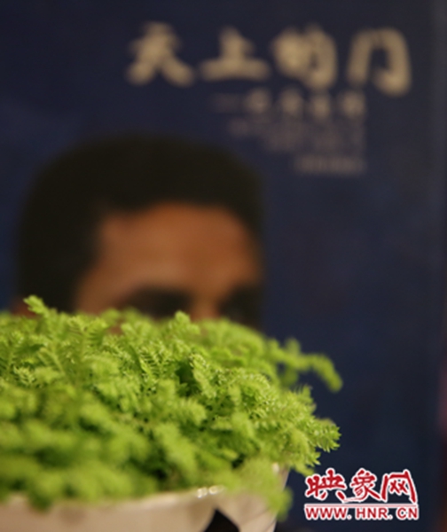 書(shū)架上精心布置的綠色植物。